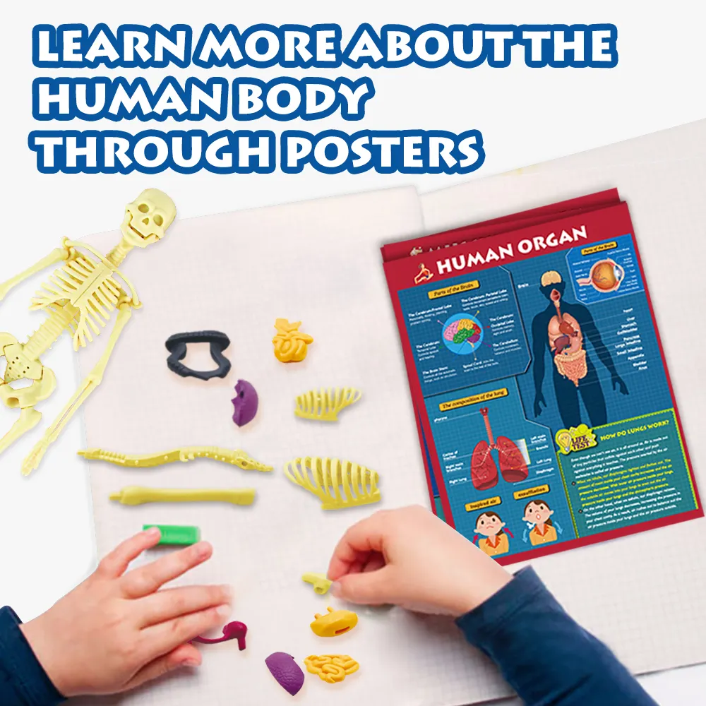 STEAM Big Bang Science Interactive Parts of the Human Body