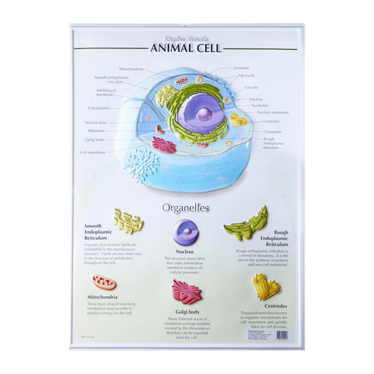 Play N Learn Science Animal Cell Plastic Poster