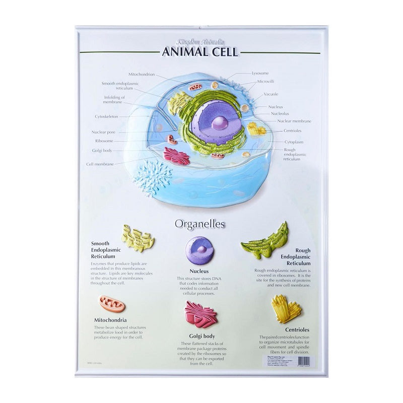 3D Animal Cell Structure & Functions Poster With Detailed Diagram of Cell Organelles for Biology Learning