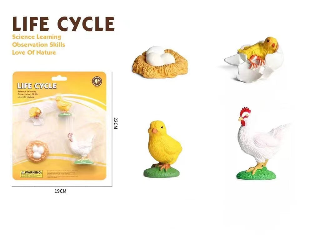Teaching Resources Life Cycle of Chicken Models