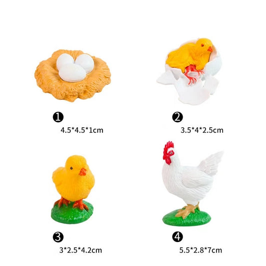 Teaching Resources Life Cycle of Chicken Models