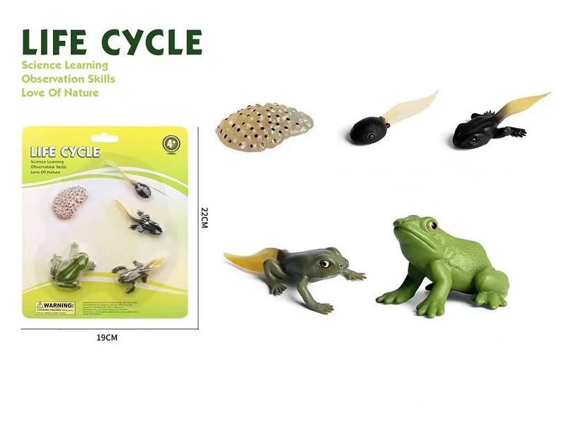 Teaching Resources Life Cycle of Frog Models