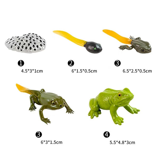 Teaching Resources Life Cycle of Frog Models