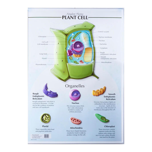 Play N Learn Science Plant Cell Plastic Poster