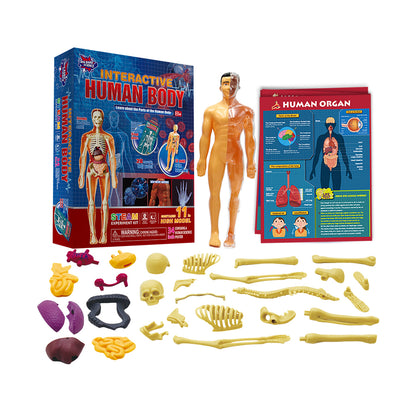 Play N Learn STEAM Interactive Human Body Model | 28-Piece Anatomy Kit