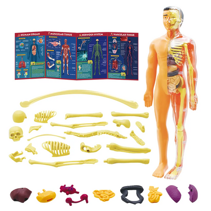 Play N Learn STEAM Interactive Human Body Model | 28-Piece Anatomy Kit