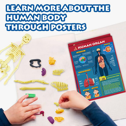 Play N Learn STEAM Interactive Human Body Model | 28-Piece Anatomy Kit