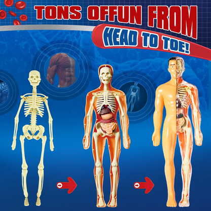 Play N Learn STEAM Interactive Human Body Model | 28-Piece Anatomy Kit