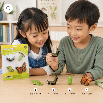 Play N Learn Life Cycle of Butterfly Models | Science Teaching Resource