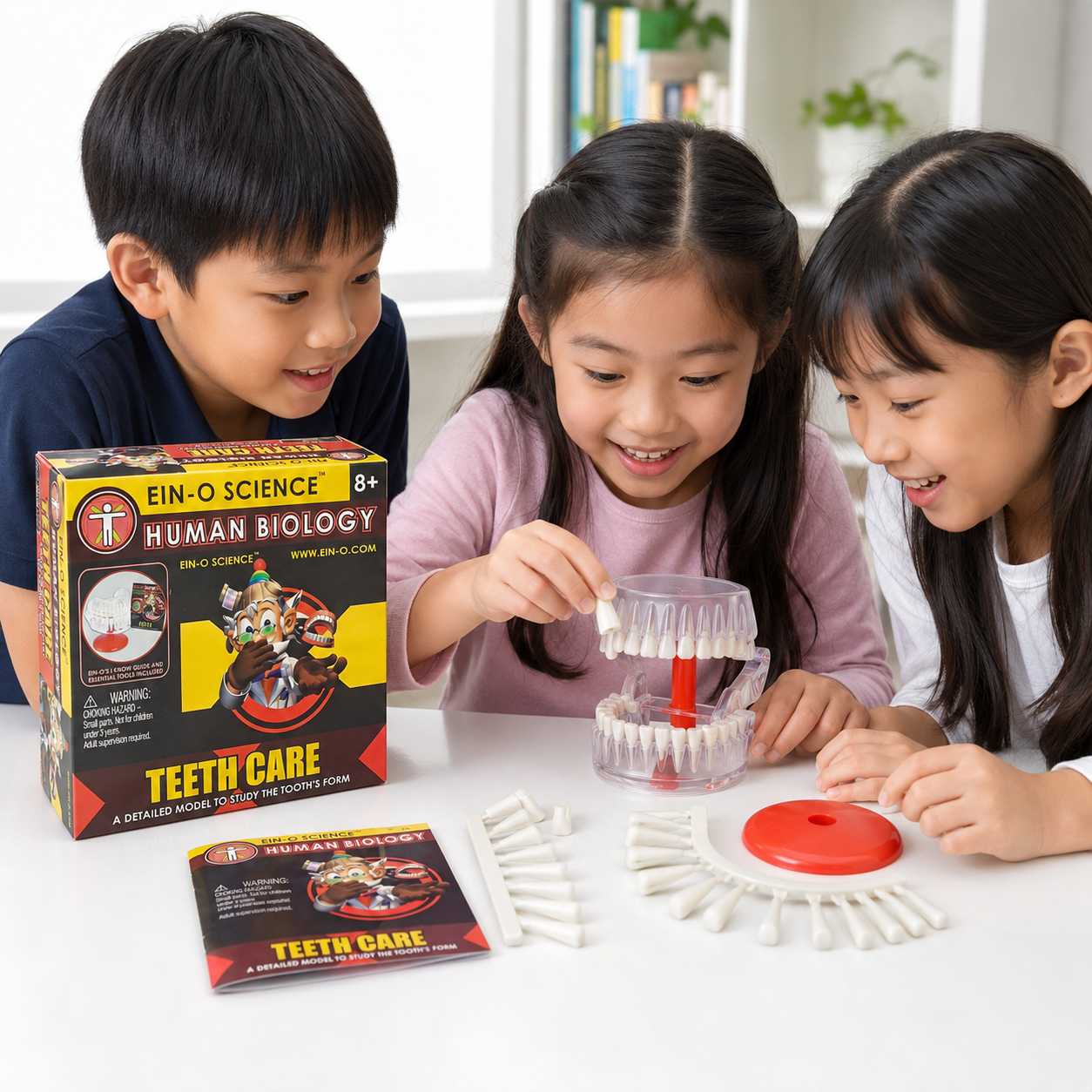 Play N Learn Human Body Teeth Model | Dental Anatomy Learning Aid & Teaching Resource