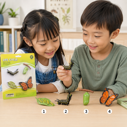 Play N Learn Life Cycle of Butterfly Models | Science Teaching Resource