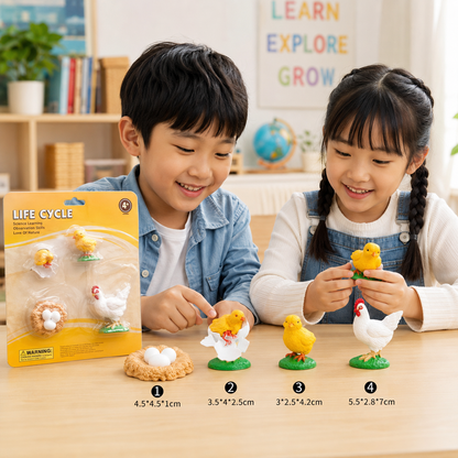Play N Learn Life Cycle of Chicken Models | Science Teaching Resource
