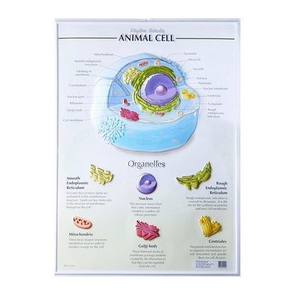 Play N Learn Animal Cell Structure & Functions Poster | Biology Teaching Resource