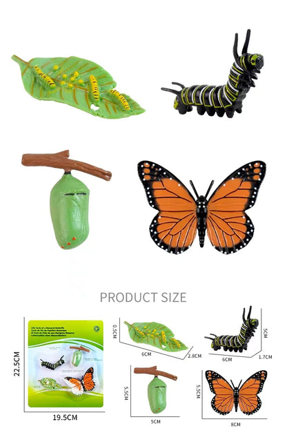 Play N Learn Life Cycle of Butterfly Models | Science Teaching Resource