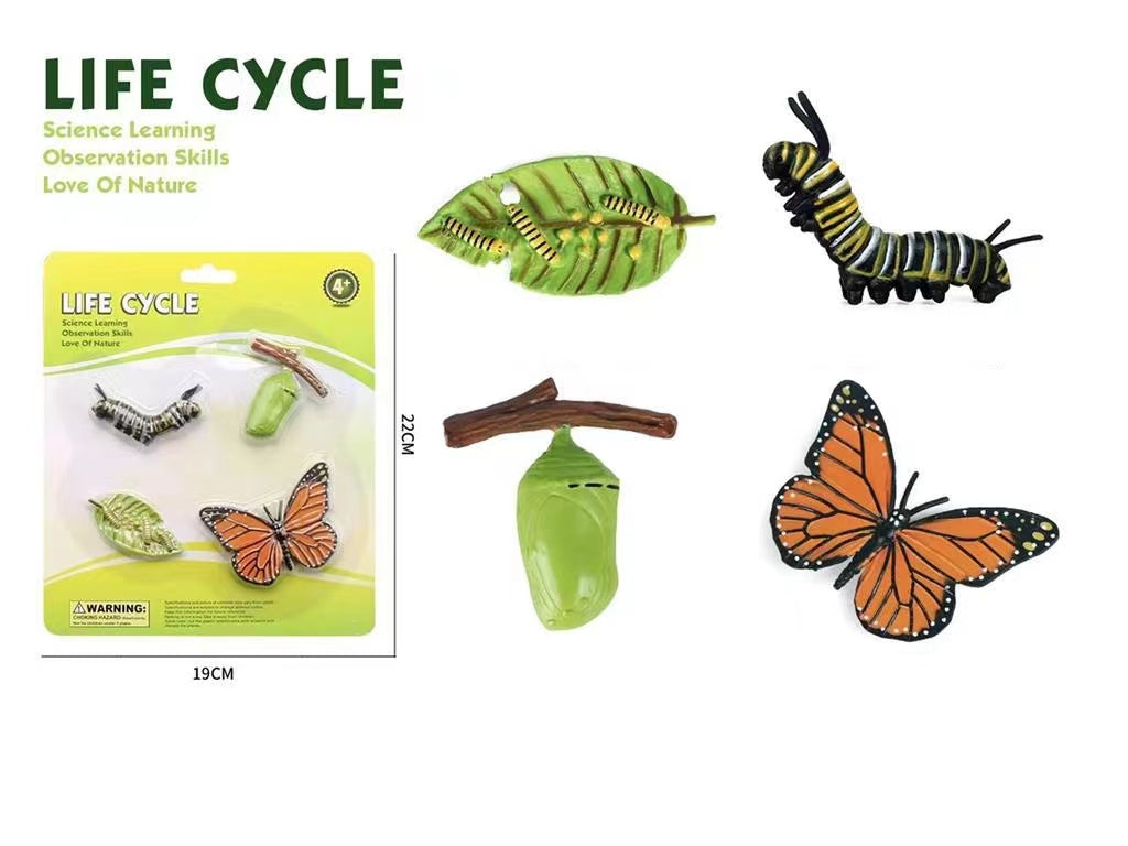 Teaching Resources Life Cycle of Butterfly Models
