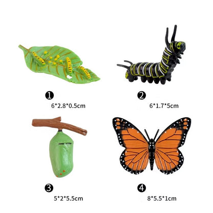 Play N Learn Life Cycle of Butterfly Models | Science Teaching Resource