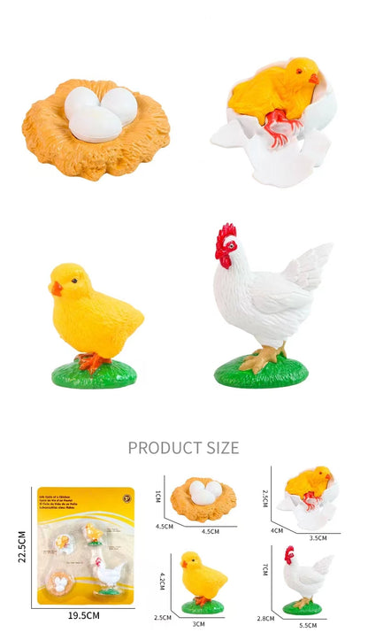 Play N Learn Life Cycle of Chicken Models | Science Teaching Resource