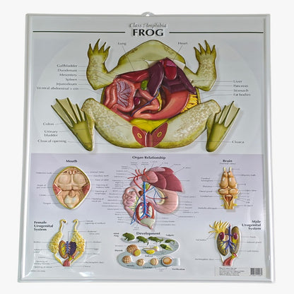 Play N Learn Frog Anatomy Plastic Poster | Science Teaching Resource