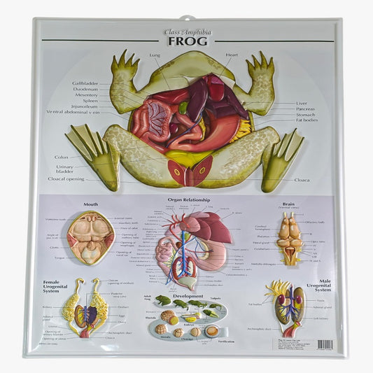 3D Educational Science Chart on Detailed Frog Anatomy Poster