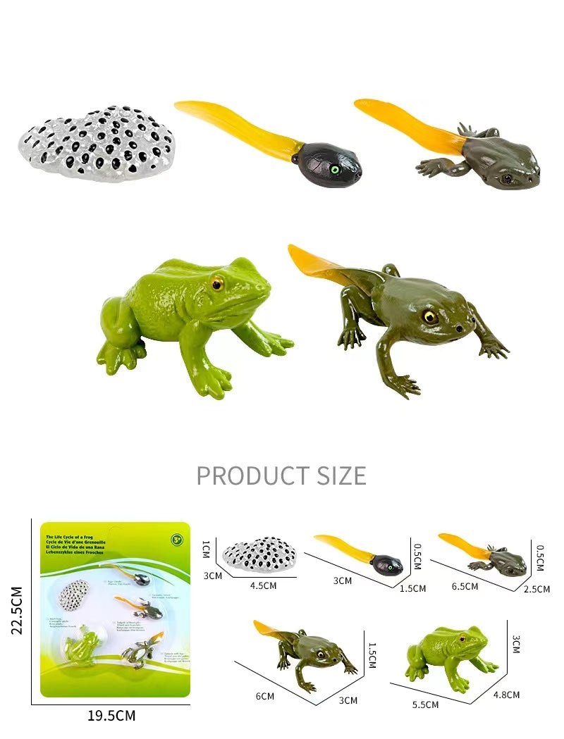 Teaching Resources Life Cycle of Frog Models