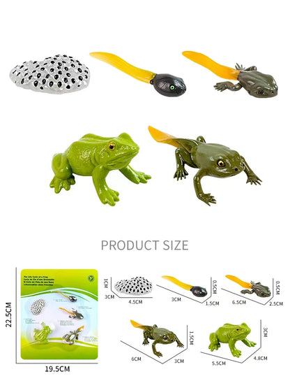 Play N Learn Life Cycle of Frog Models | Science Teaching Resource