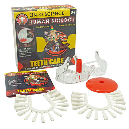 Play N Learn Human Body Teeth Model | Dental Anatomy Learning Aid & Teaching Resource