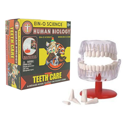Play N Learn Human Body Teeth Model | Dental Anatomy Learning Aid & Teaching Resource