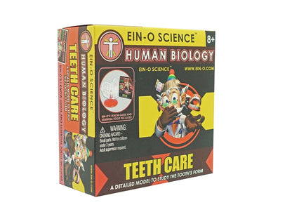 Play N Learn Human Body Teeth Model | Dental Anatomy Learning Aid & Teaching Resource
