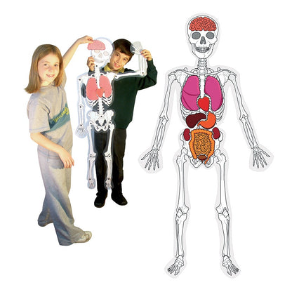 Play N Learn DIY Giant Skeleton Man | Anatomy Kit with 10 Organs