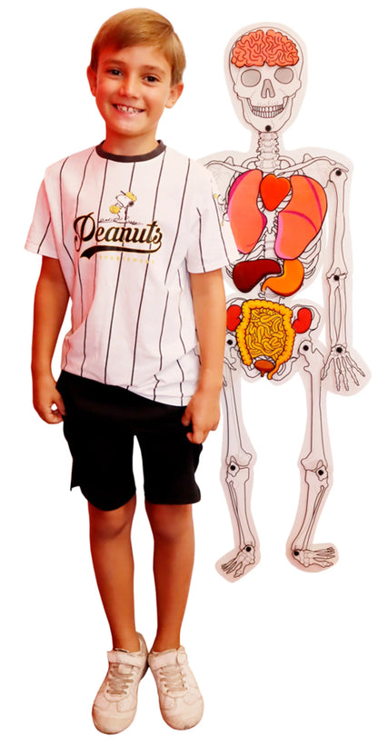 Play N Learn DIY Giant Skeleton Man | Anatomy Kit with 10 Organs