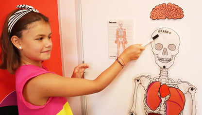 Play N Learn DIY Giant Skeleton Man | Anatomy Kit with 10 Organs